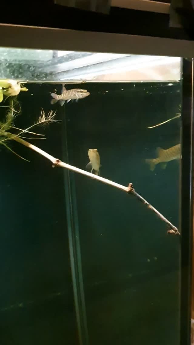 Post 2 by perchquarium (baarsquarium🇳🇱) on Instagram (video)