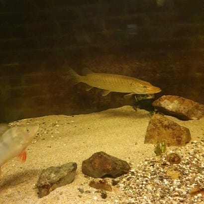 Post 6 by perchquarium (baarsquarium🇳🇱) on Instagram (video)