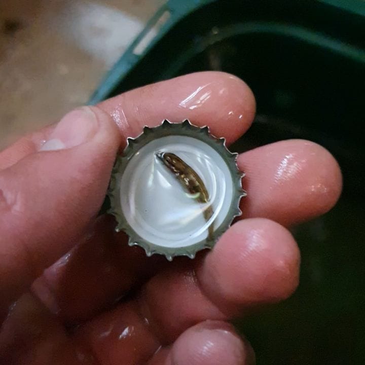 Post 10 by perchquarium (baarsquarium🇳🇱) on Instagram (video)