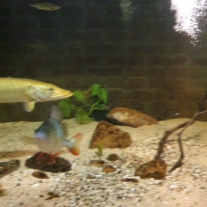 Post 4 by perchquarium (baarsquarium🇳🇱) on Instagram (video)