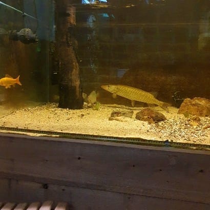 Post 9 by perchquarium (baarsquarium🇳🇱) on Instagram (video)