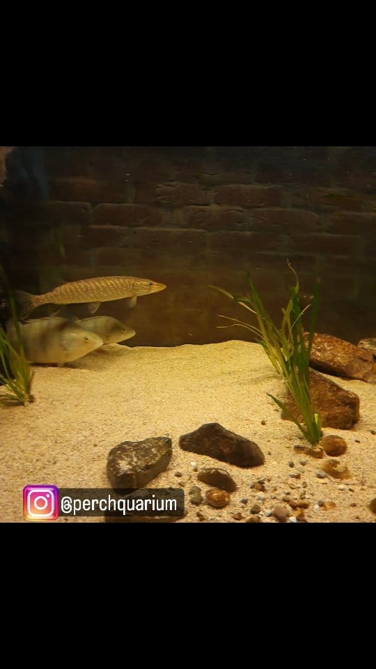 Post 5 by perchquarium (baarsquarium🇳🇱) on Instagram (video)