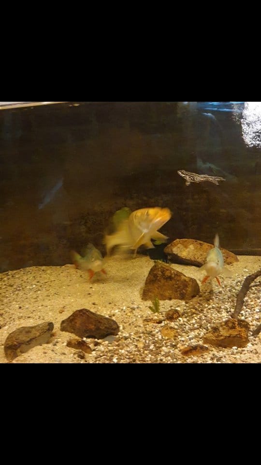 Post 3 by perchquarium (baarsquarium🇳🇱) on Instagram (video)