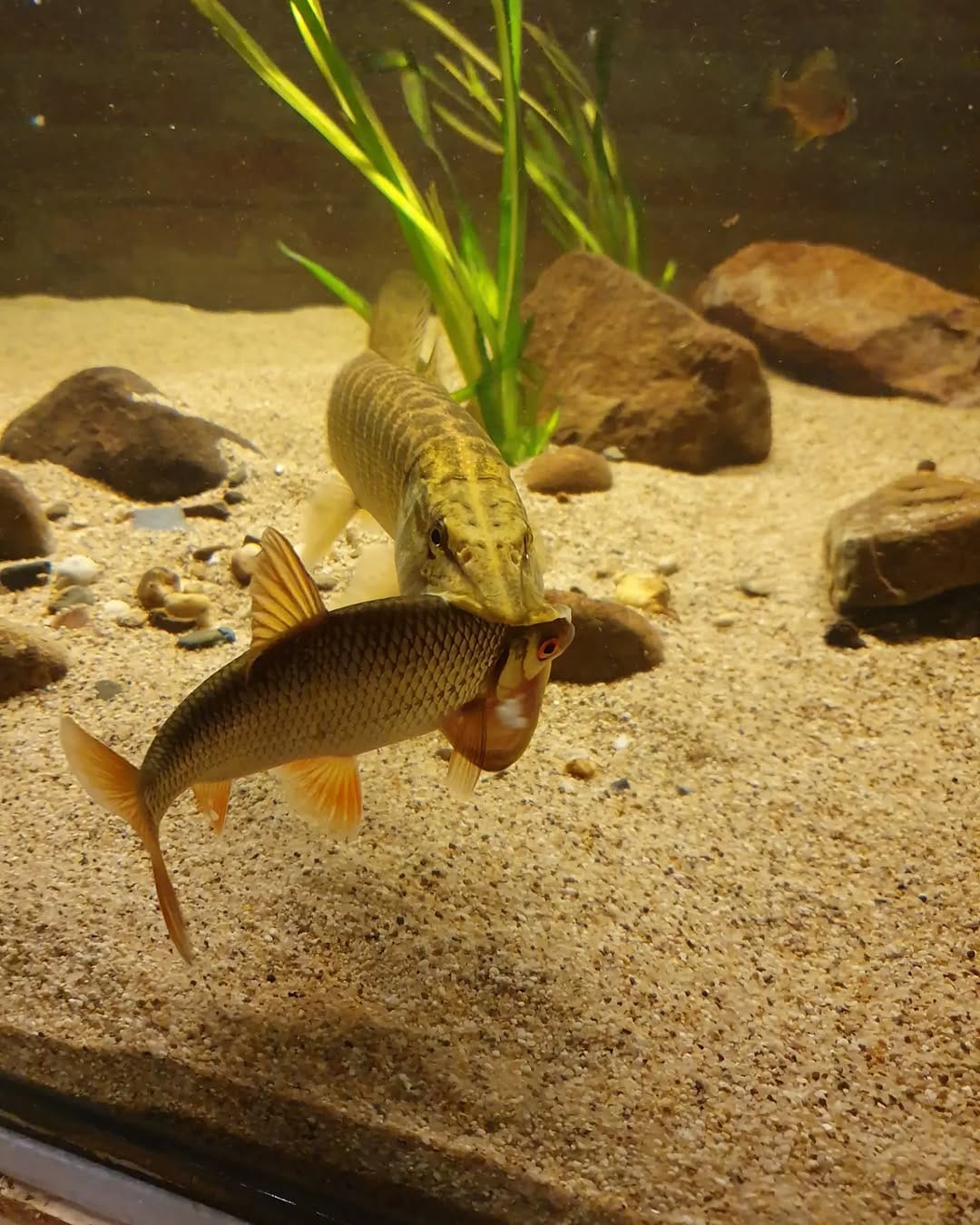 Post 7 by perchquarium (baarsquarium🇳🇱) on Instagram (carousel)