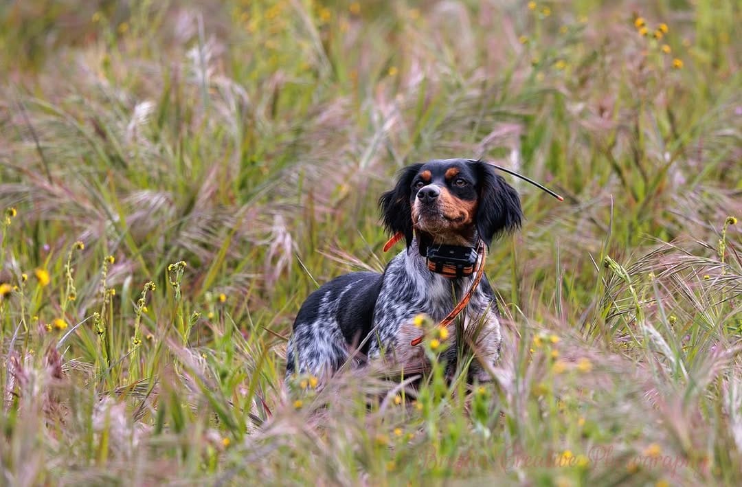 Post 9 by California Gun Dogs on Instagram (image)