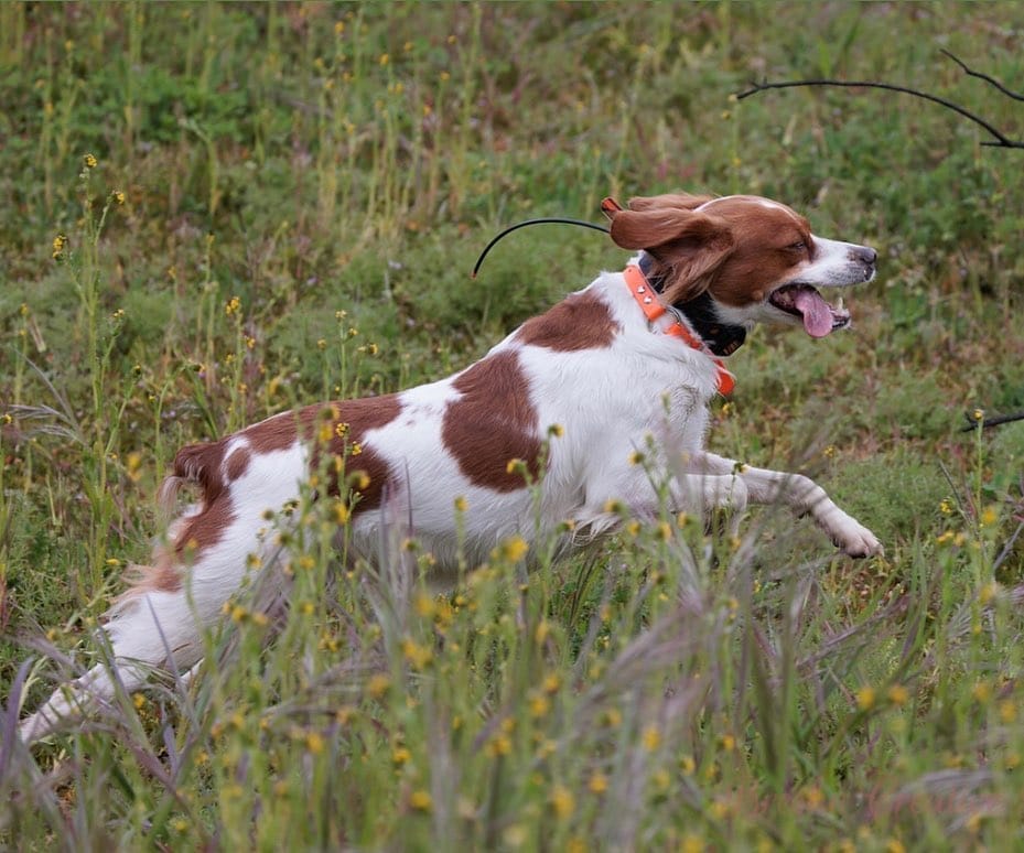 Post 8 by California Gun Dogs on Instagram (image)