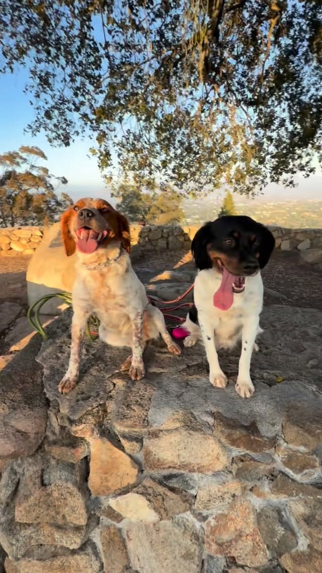 Post 5 by California Gun Dogs on Instagram (video)