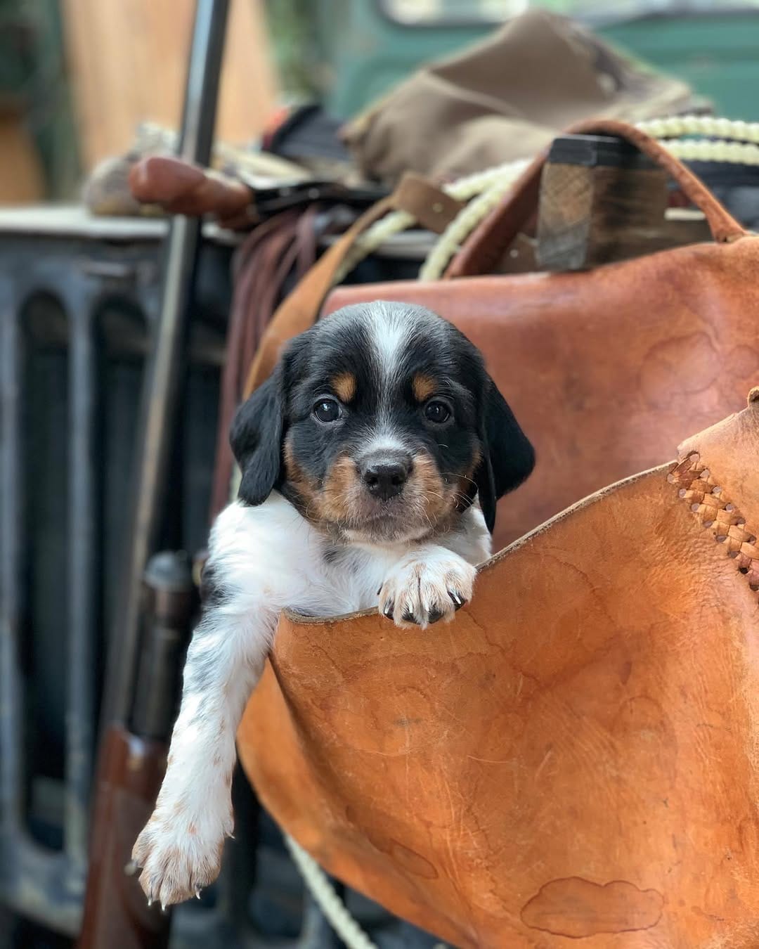 Post 10 by California Gun Dogs on Instagram (image)