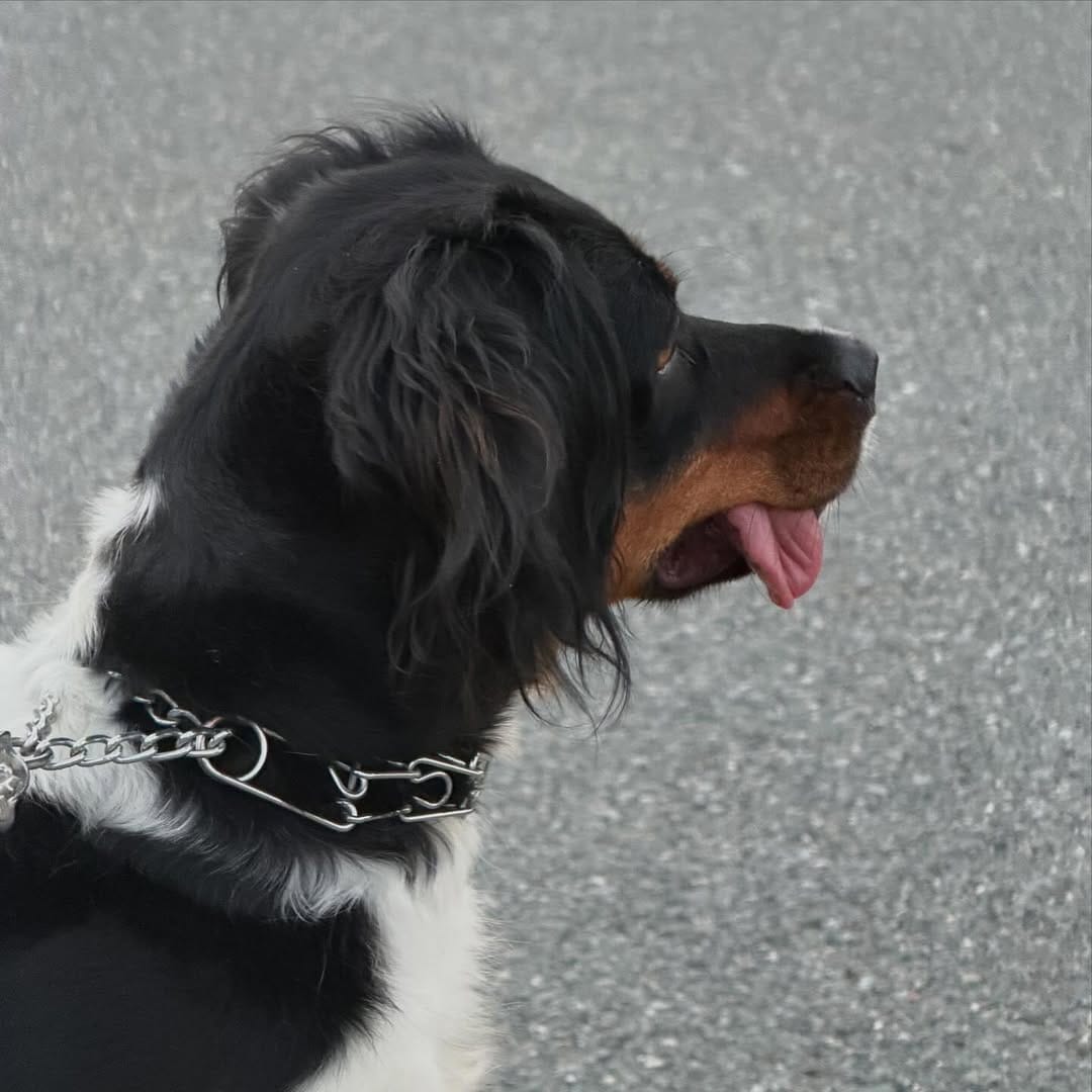 Post 7 by California Gun Dogs on Instagram (image)