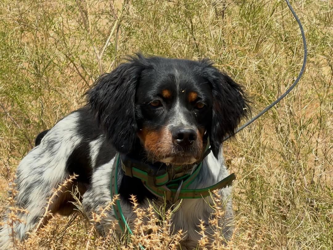Post 4 by California Gun Dogs on Instagram (image)