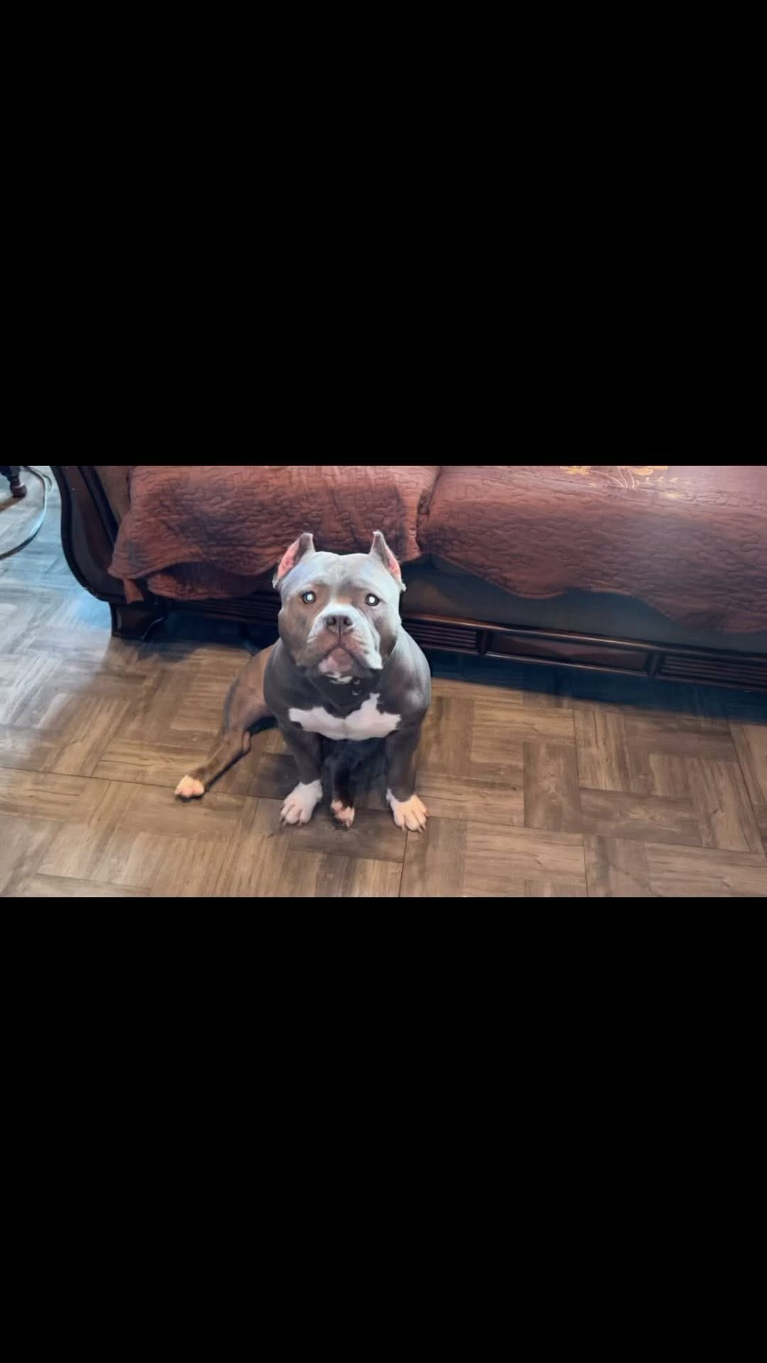 Post 2 by AmericanBullysNyc on Instagram (video)