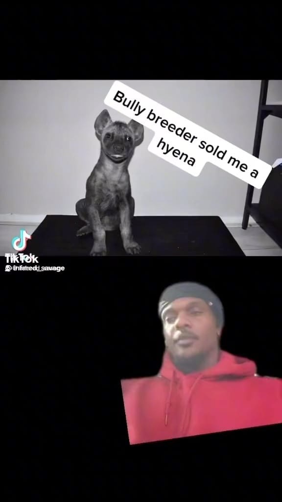 Post 10 by AmericanBullysNyc on Instagram (video)