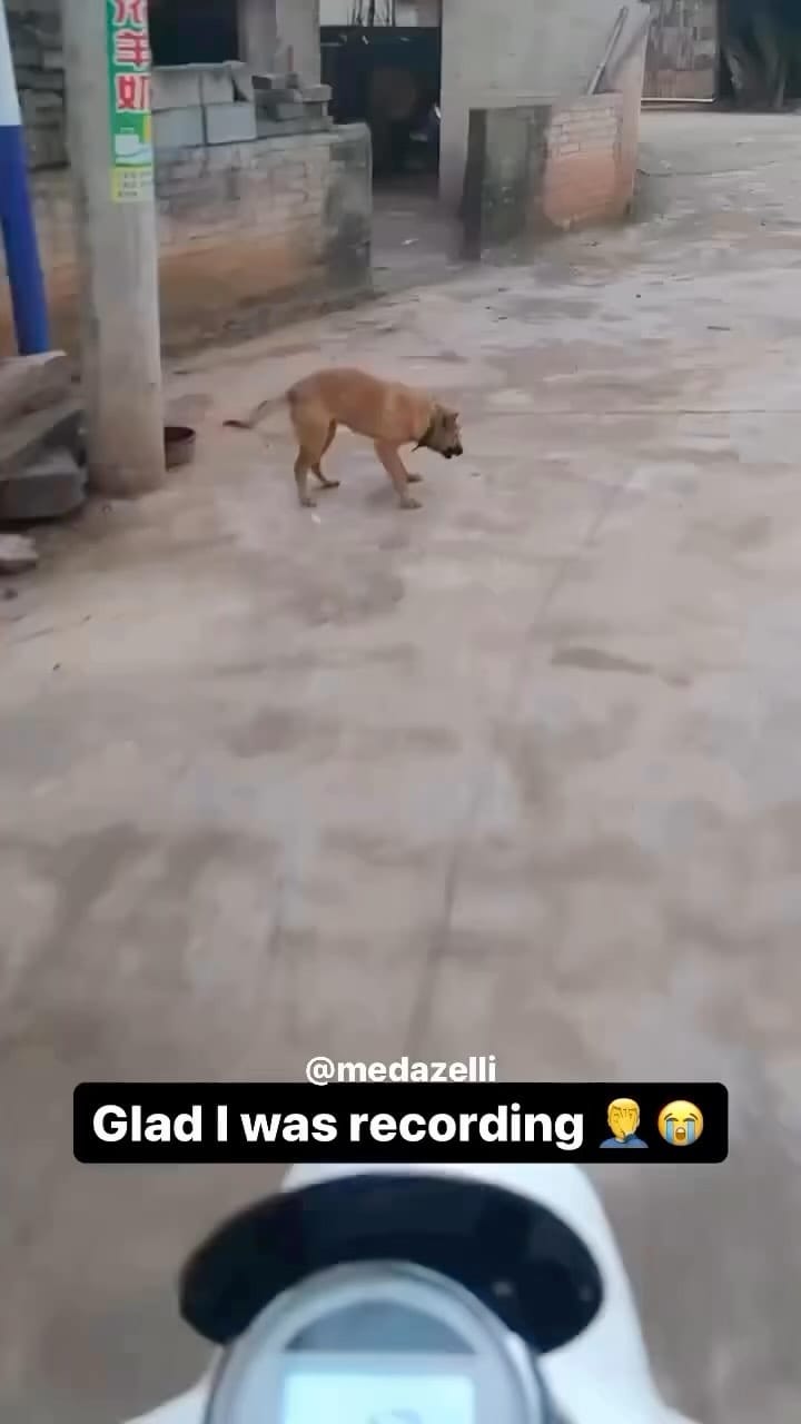 Post 5 by AmericanBullysNyc on Instagram (video)