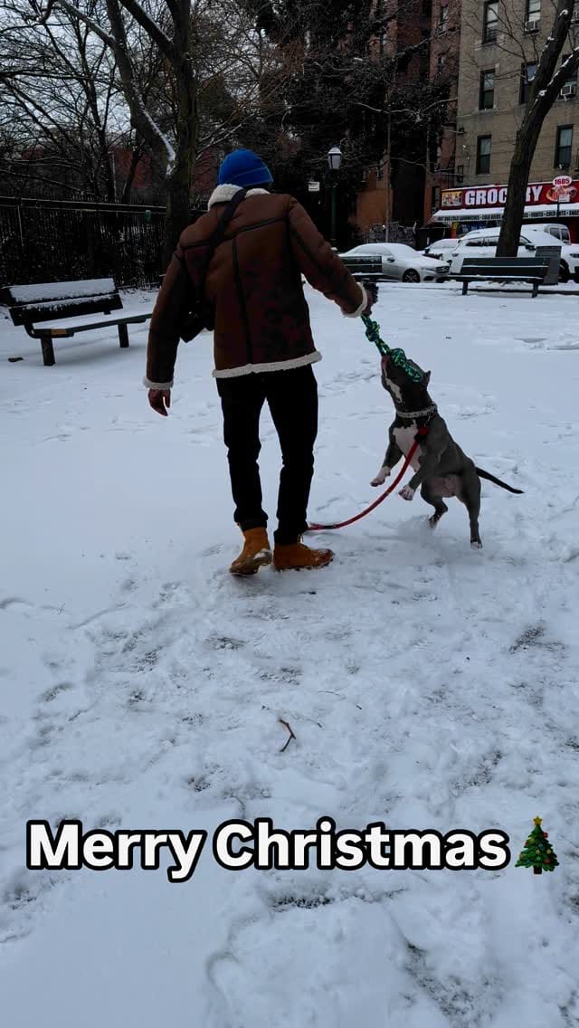 Post 1 by AmericanBullysNyc on Instagram (video)