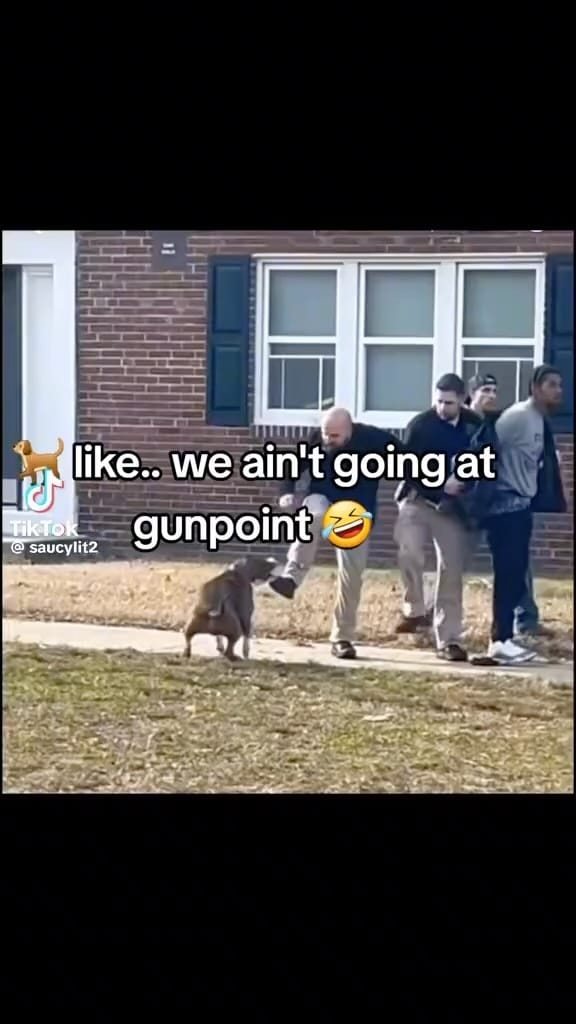 Post 6 by AmericanBullysNyc on Instagram (video)