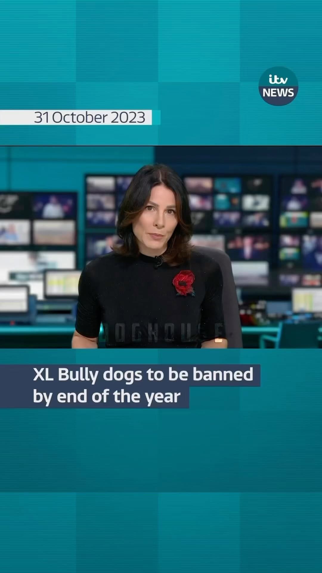 Post 8 by AmericanBullysNyc on Instagram (video)