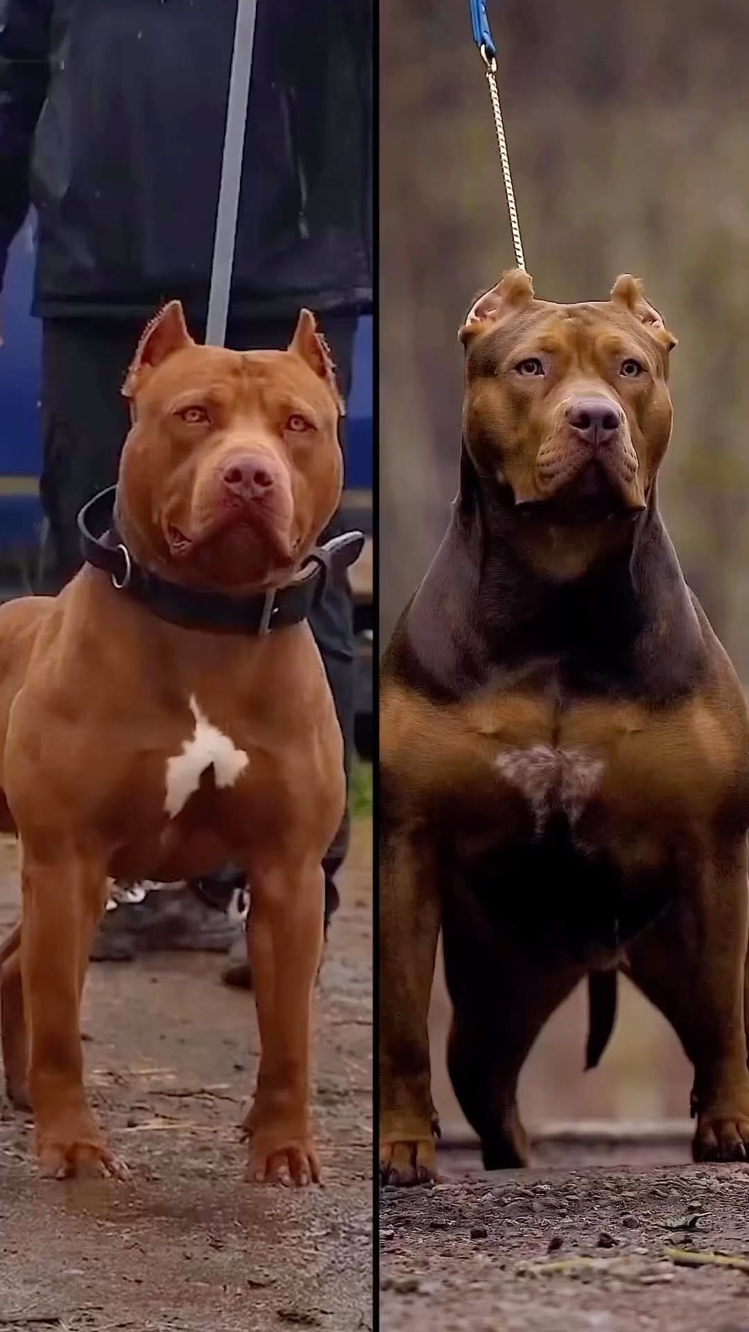 Post 9 by AmericanBullysNyc on Instagram (video)