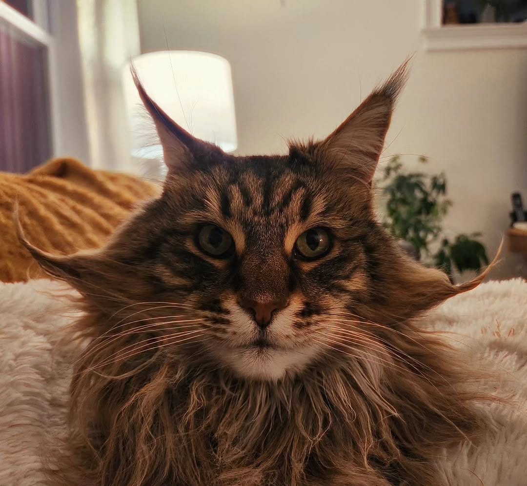 Post 3 by Willow & Gracie 🐺😼 on Instagram (image)