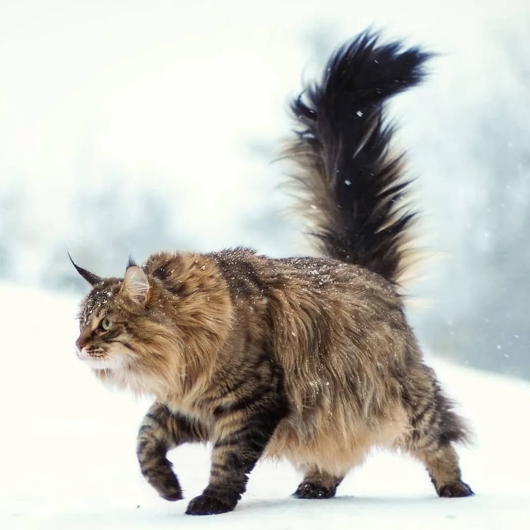 Post 7 by Willow & Gracie 🐺😼 on Instagram (image)