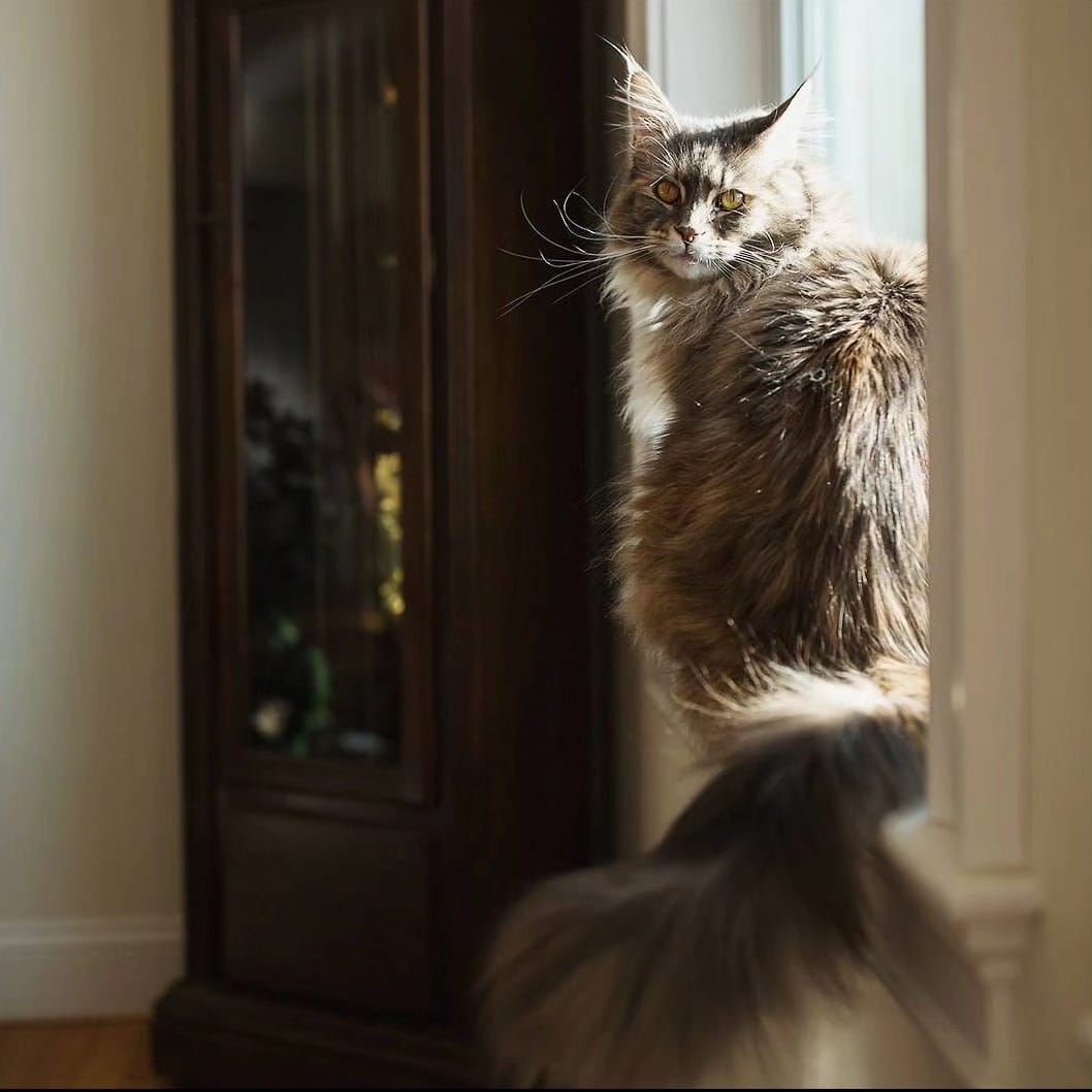 Post 4 by Willow & Gracie 🐺😼 on Instagram (image)