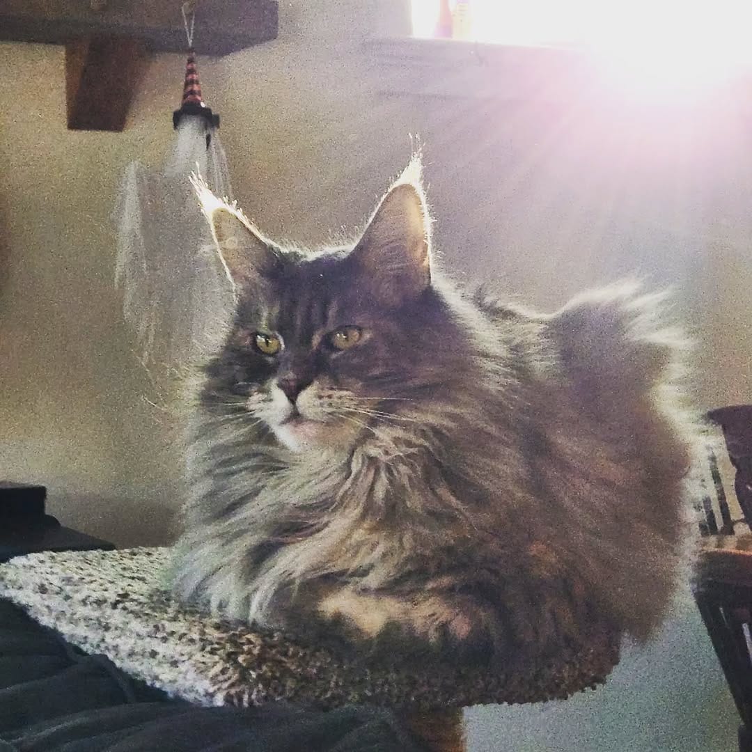 Post 8 by Willow & Gracie 🐺😼 on Instagram (image)