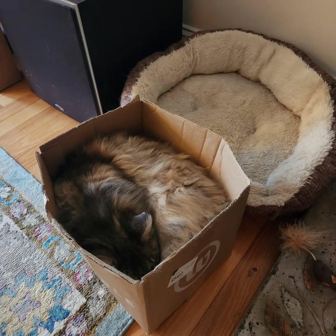 Post 9 by Willow & Gracie 🐺😼 on Instagram (carousel)