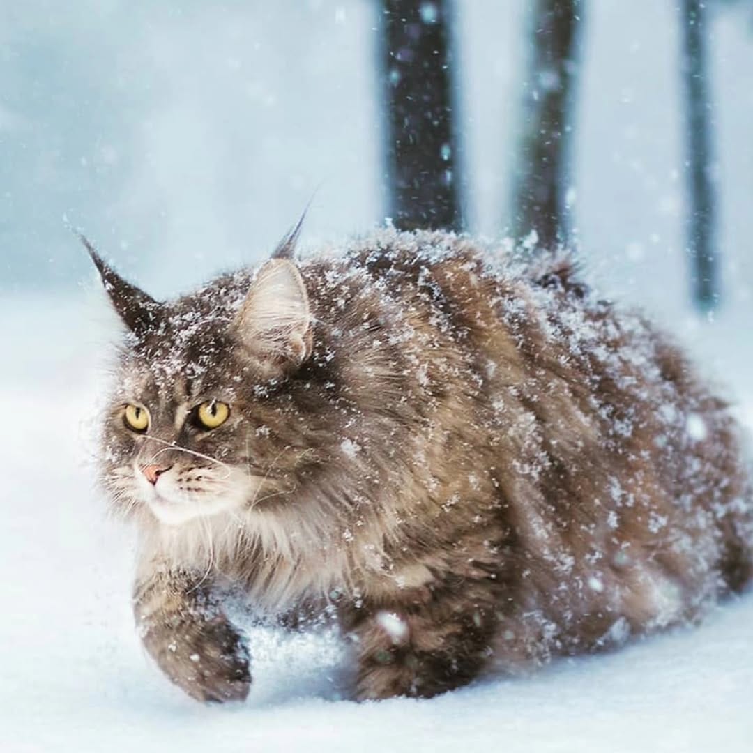 Post 1 by Willow & Gracie 🐺😼 on Instagram (image)