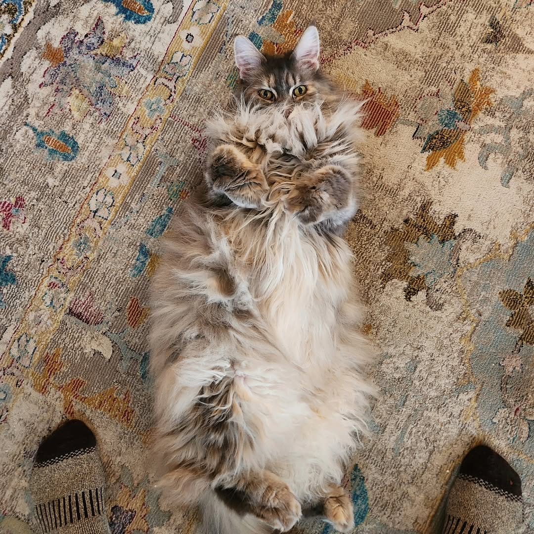 Post 2 by Willow & Gracie 🐺😼 on Instagram (image)