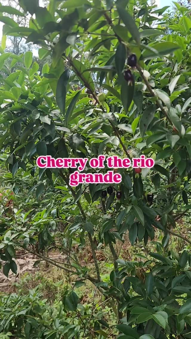 Post 8 by The Reid Farm, LLC on Instagram (video)