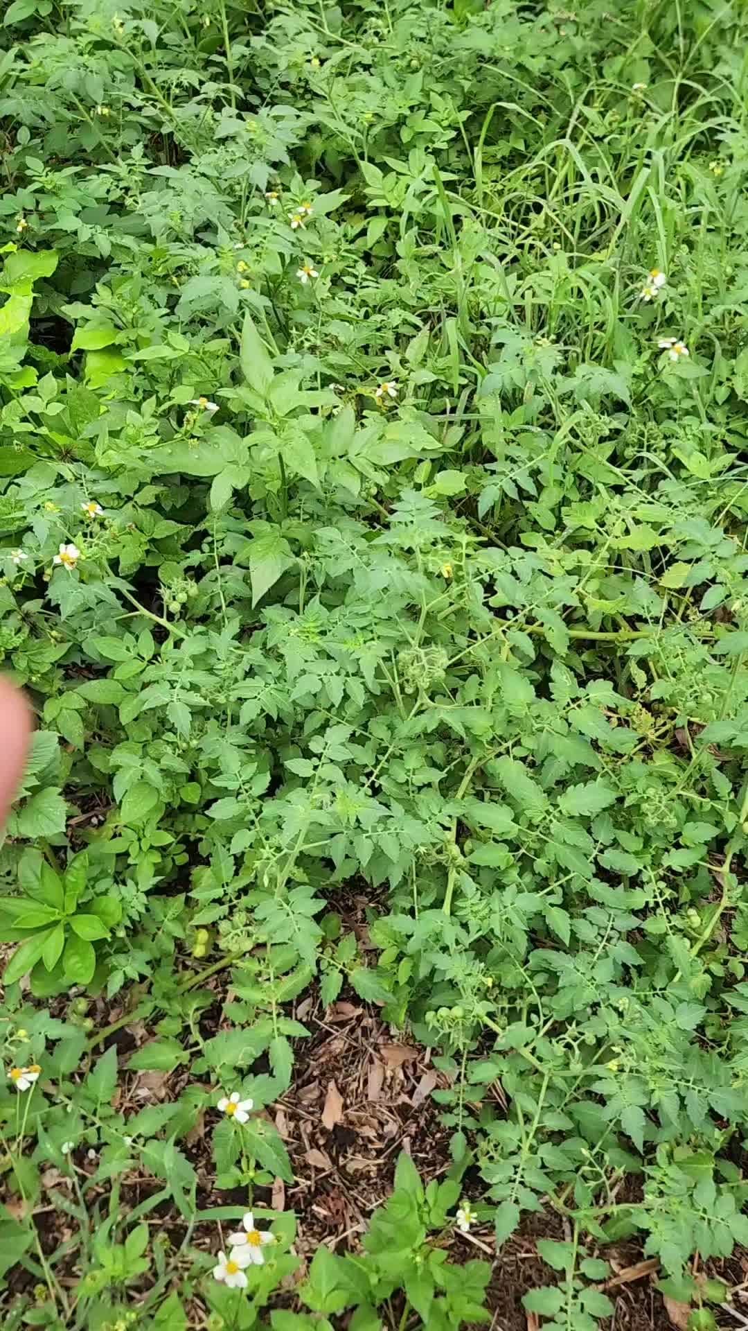 Post 1 by The Reid Farm, LLC on Instagram (video)