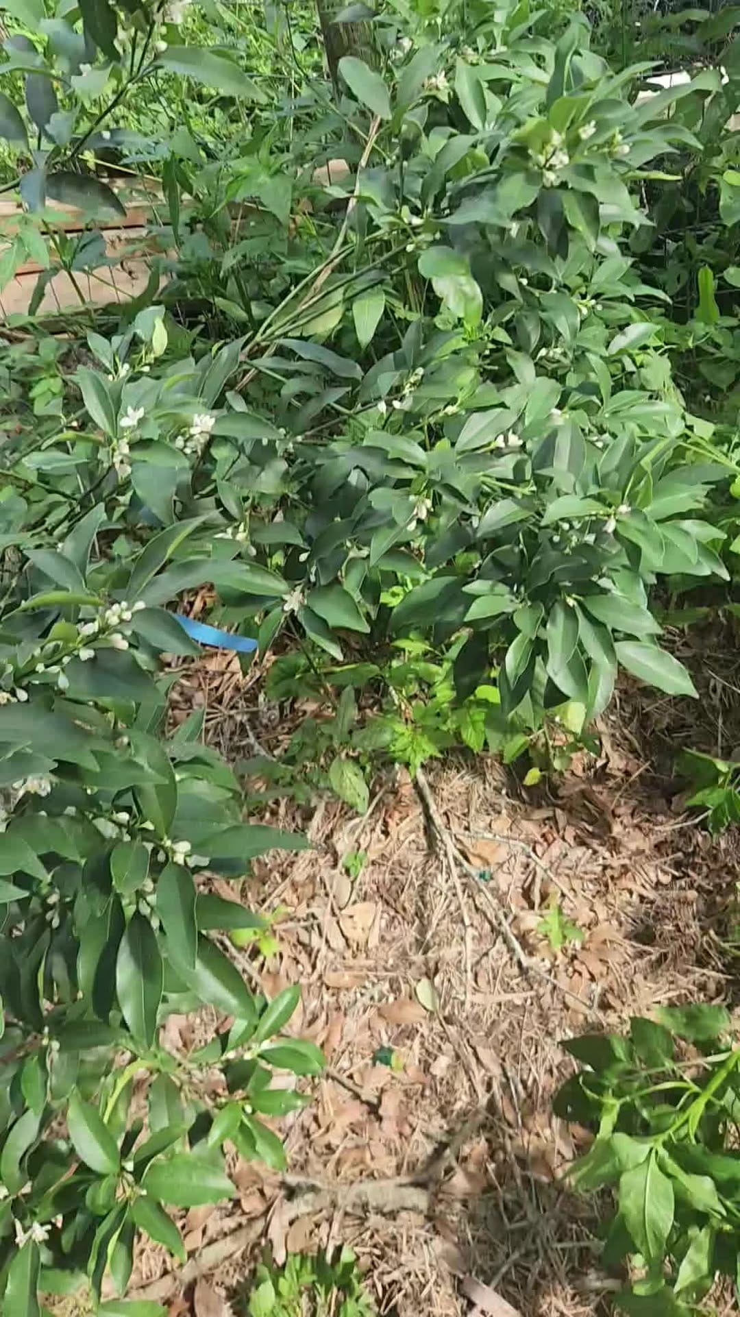 Post 4 by The Reid Farm, LLC on Instagram (video)