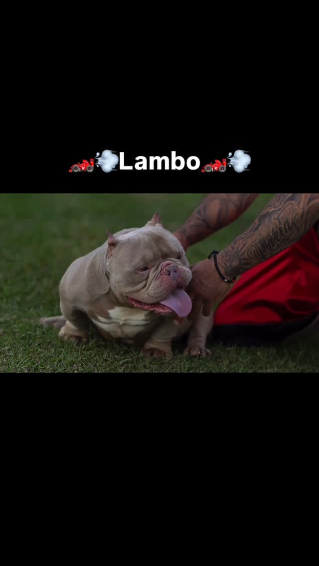 Post 4 by Mk Bulls Santoyo LLC on Instagram (video)