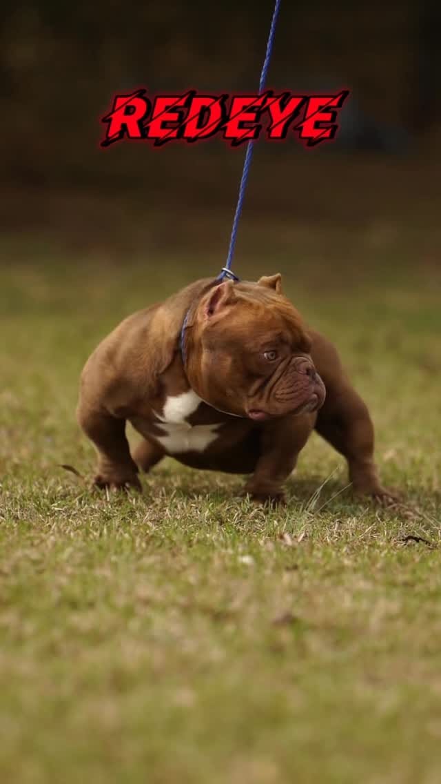 Post 8 by Mk Bulls Santoyo LLC on Instagram (video)