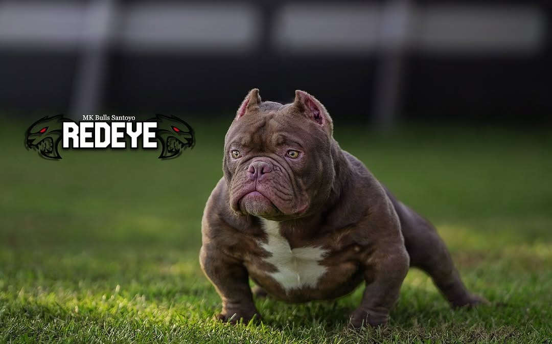 Post 10 by Mk Bulls Santoyo LLC on Instagram (image)