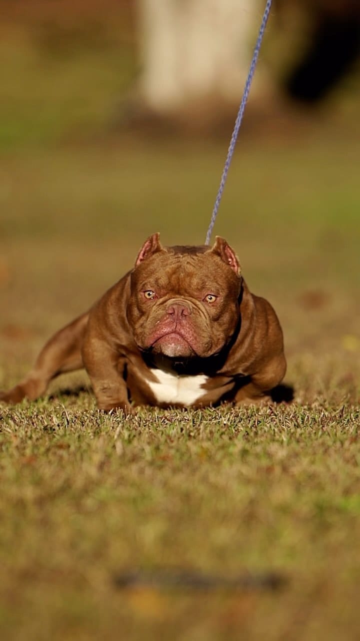 Post 9 by Mk Bulls Santoyo LLC on Instagram (video)