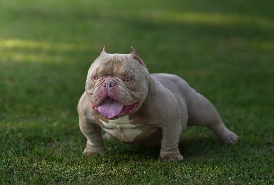 Post 5 by Mk Bulls Santoyo LLC on Instagram (image)