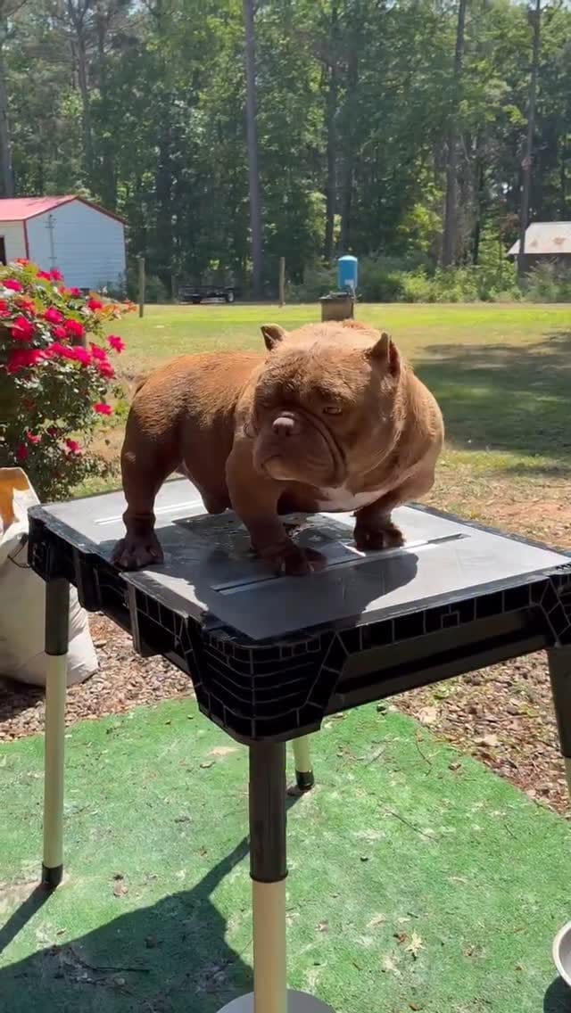 Post 1 by Mk Bulls Santoyo LLC on Instagram (video)