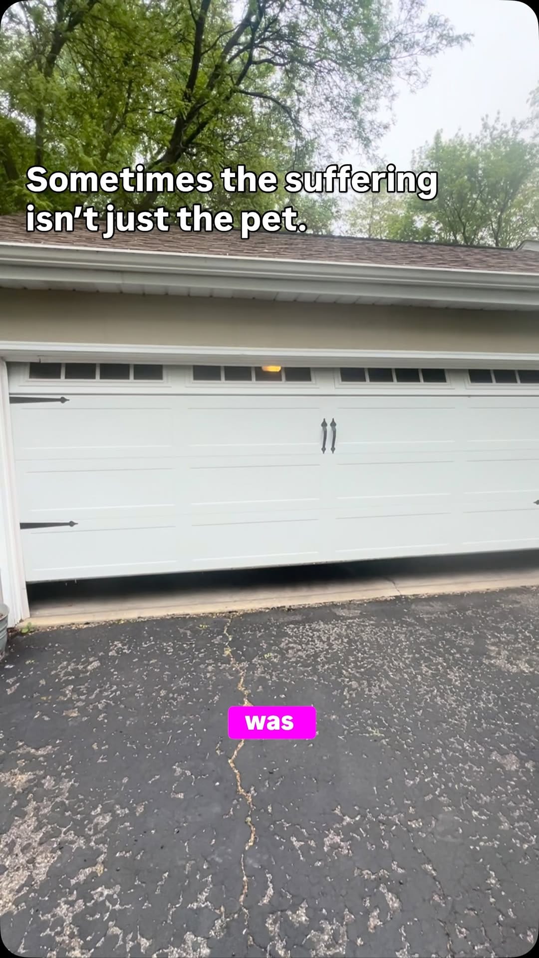 Post 7 by John Murray, DVM | Veterinarian on Instagram (video)