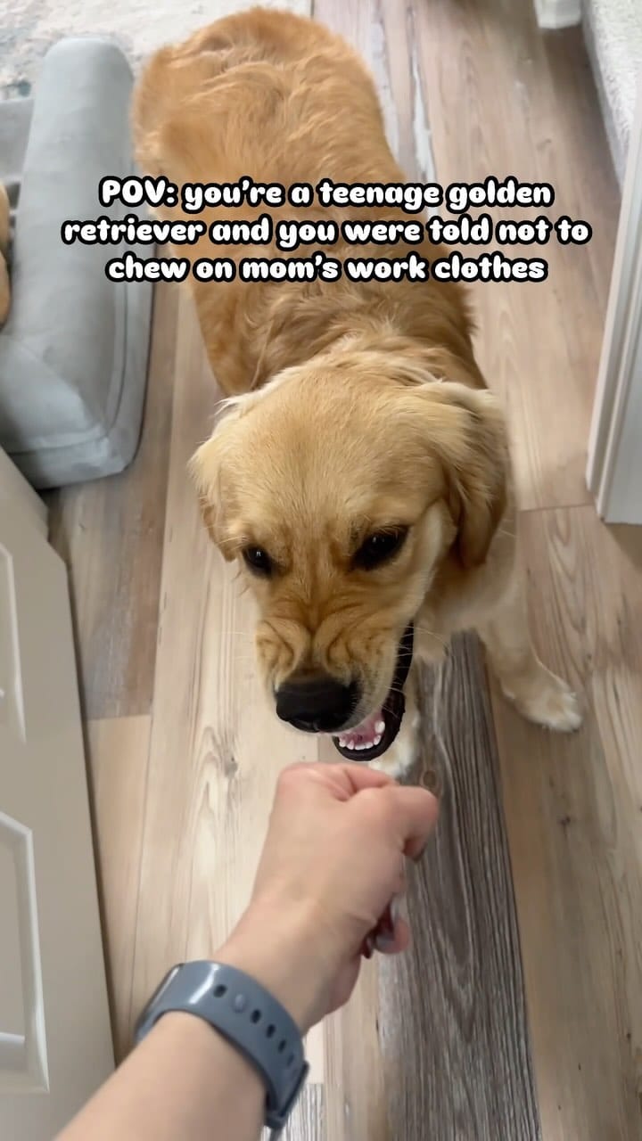 Post 8 by Satsuki the Golden on Instagram (video)