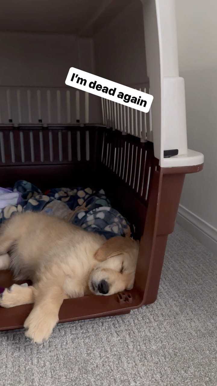 Post 9 by Satsuki the Golden on Instagram (video)