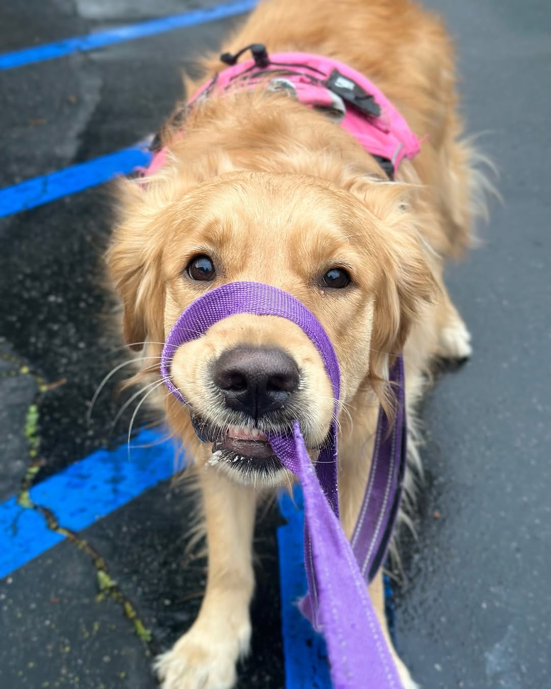 Post 3 by Satsuki the Golden on Instagram (image)