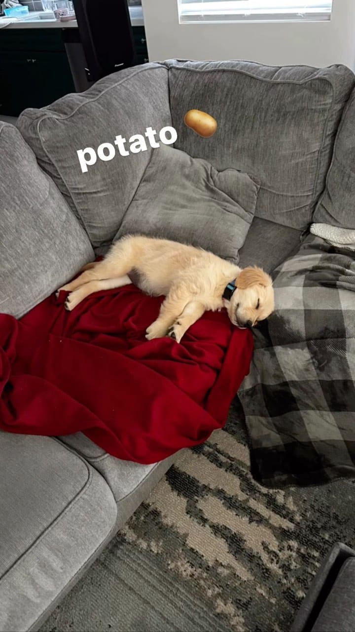 Post 10 by Satsuki the Golden on Instagram (video)