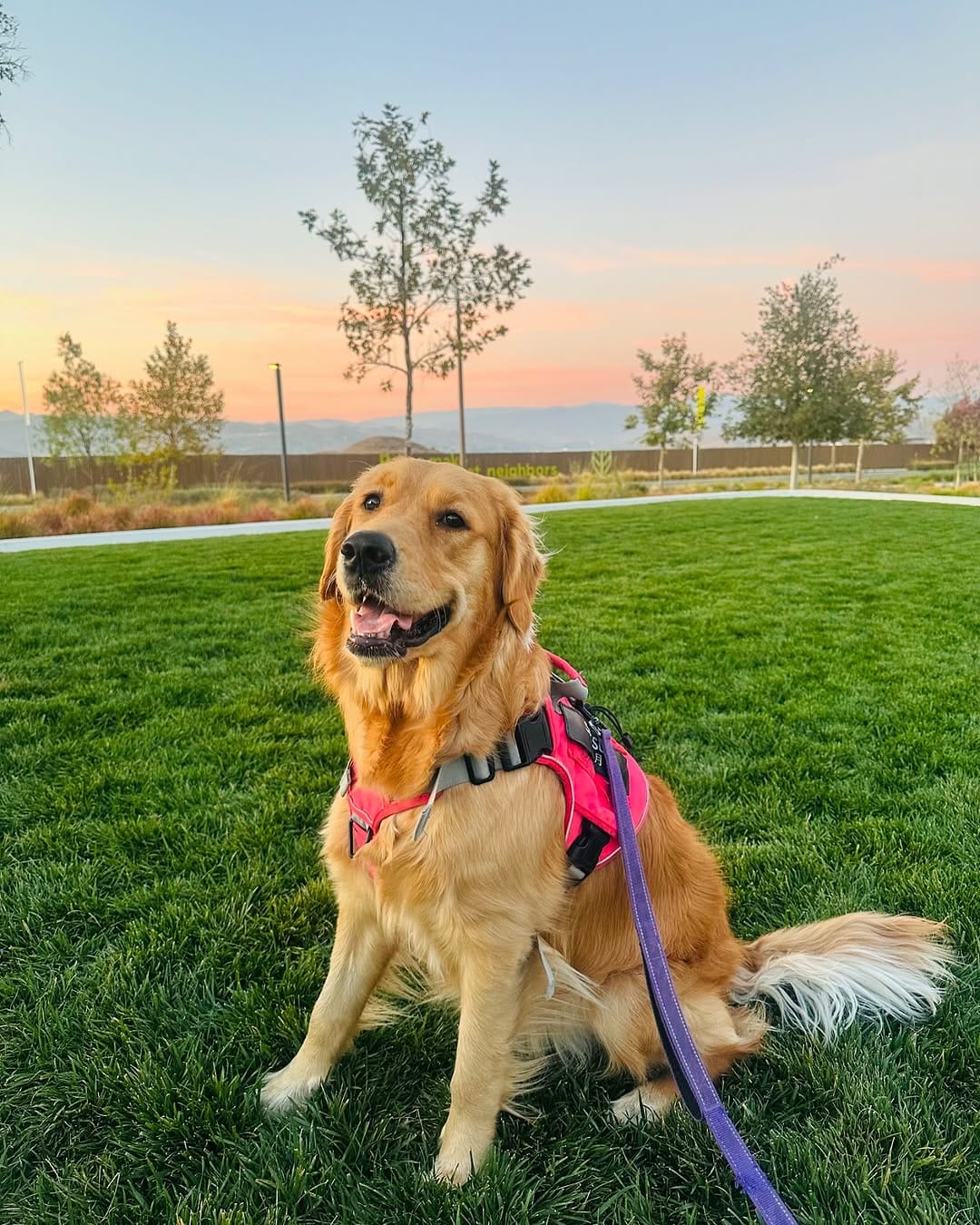 Post 6 by Satsuki the Golden on Instagram (carousel)