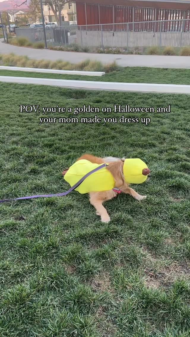 Post 7 by Satsuki the Golden on Instagram (video)