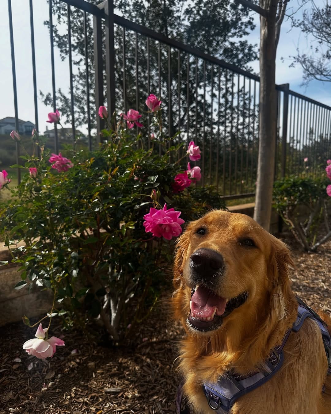 Post 2 by Satsuki the Golden on Instagram (carousel)