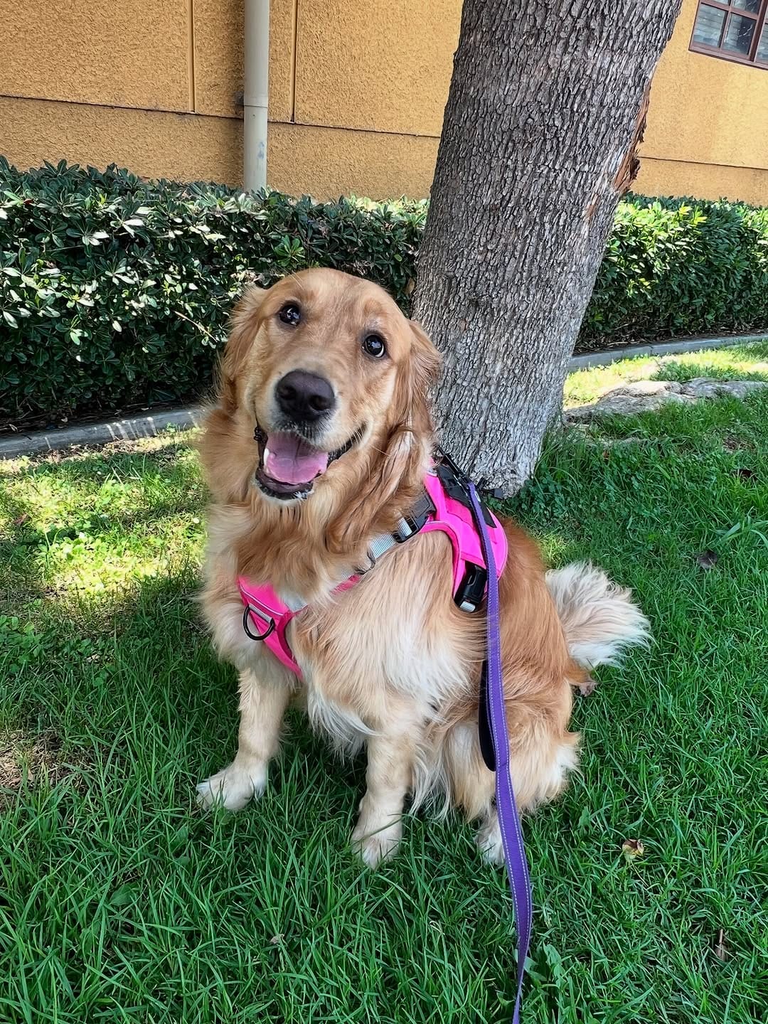 Post 1 by Satsuki the Golden on Instagram (carousel)