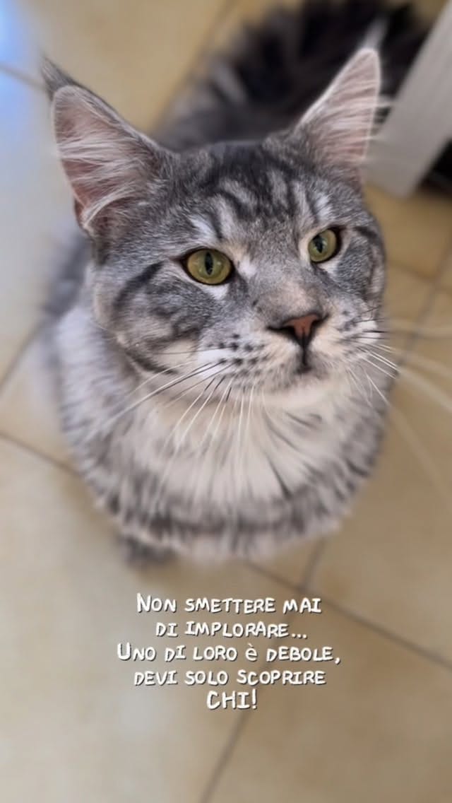 Post 5 by Lilyth De Lamperouge on Instagram (video)