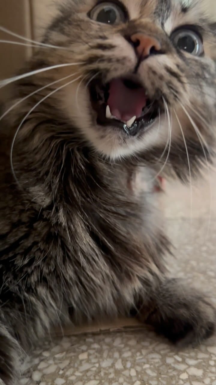 Post 10 by Lilyth De Lamperouge on Instagram (video)