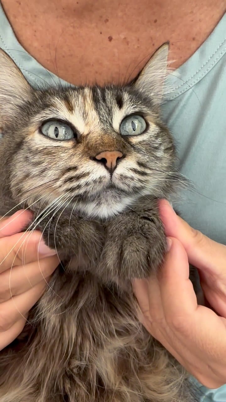 Post 9 by Lilyth De Lamperouge on Instagram (video)