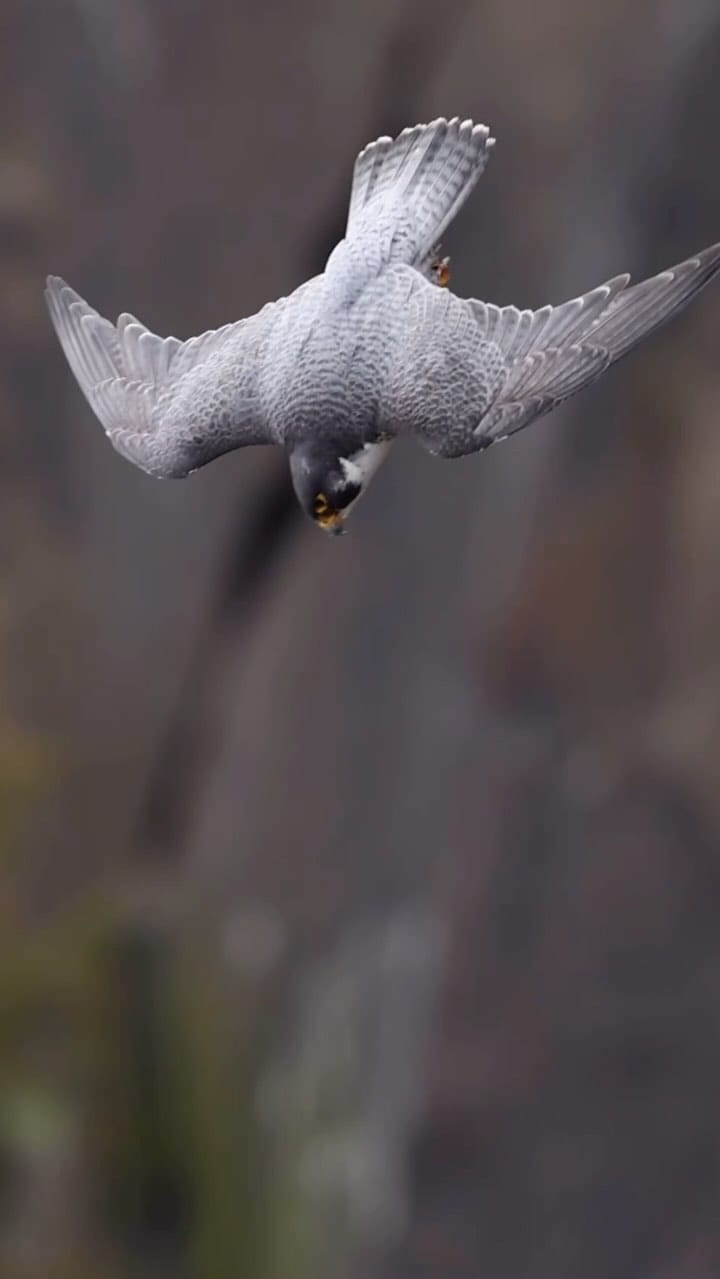 Post 9 by Scott Sessions on Instagram (video)